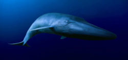 blue whale - image © naturepl.com, David Fleetham / WWF