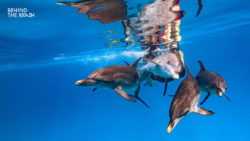 Copyright © Behind The Mask