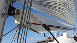 Copyright © Seebeer