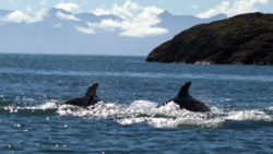 Copyright © Love your ocean, Messe Düsseldorf | C. Tillmann