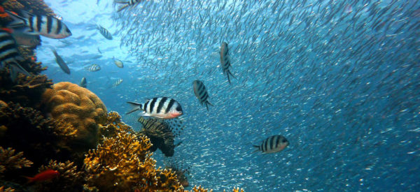 Insider-Tipps zum Abtauchen - Foto: pixaby