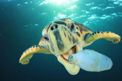 Plastikmüll im Meer / Foto: © fotolia