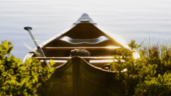 Copyright © Pixabay