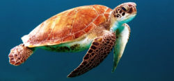 Sea turtle - photo: pixabay