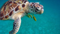 Copyright © pixabay