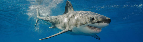 SHARKPROJECT e.V. - Foto: © Fotolia