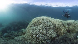 Copyright © Reef Check