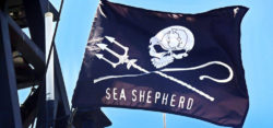 Foto: © Sea Shepard