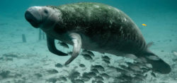 Foto: Manatee Florida