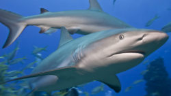 © Christine Gstöttner - SHARKPROJECT Germany e.V.