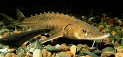 Photo: Sturgeon