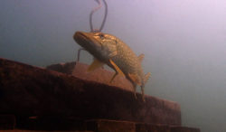 Diving after pregnancy / © Bettina Winert