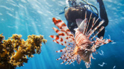 Foto: Feuerfisch / pixabay