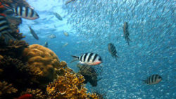 Copyright © Tickikids Hong Kong