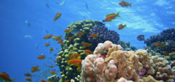 Foto: Red Sea Reef