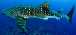 Foto: © whale shark