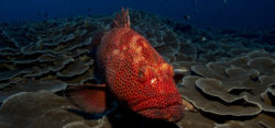 Foto: Red grouper - Mozambique
