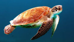 Copyright © pixabay