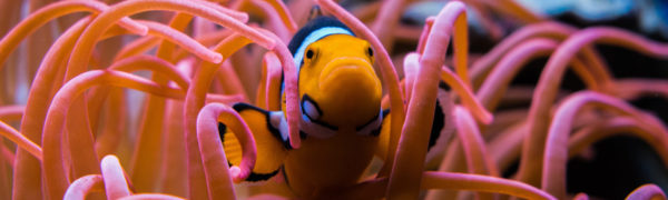 Tauchen erleben - Foto: Pixabay