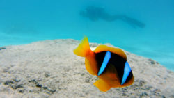 Copyright © lpittman via pixabay