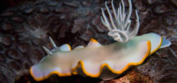 nudibranch - Foto: © Bettina Winert