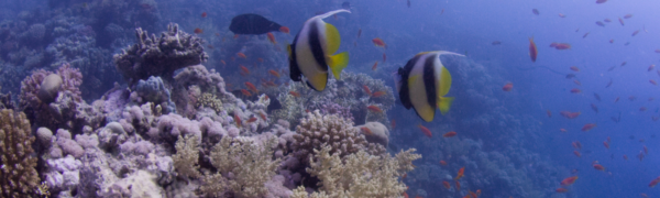 Coral Reef | Copyright © Bettina Winert