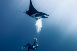 Diver filming under water | Copyright © Toni Bischof